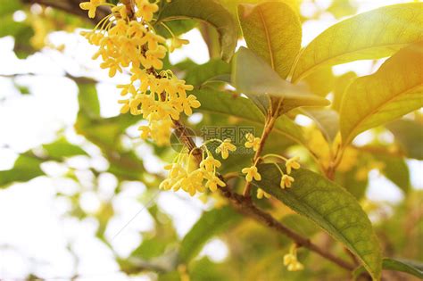 两广桂花树|桂花文化